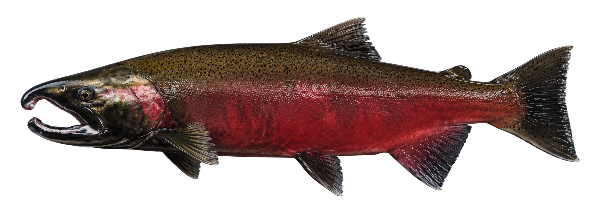 Coho Salmon: fish species profile, spawning male