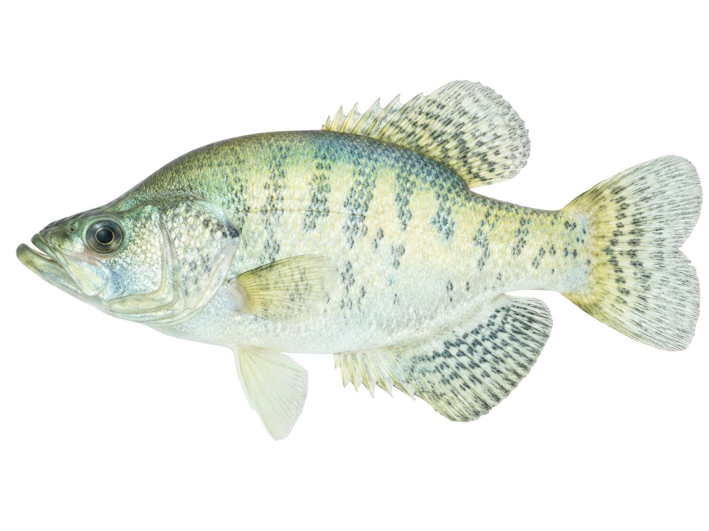 Crappie — white