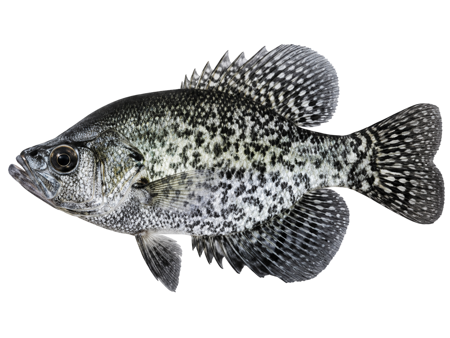 Crappie — black