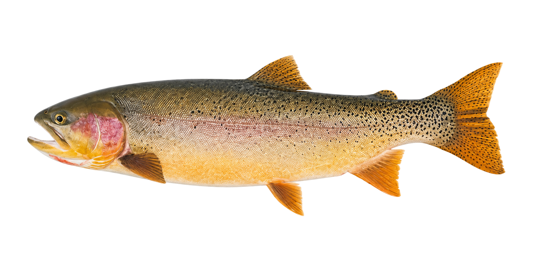 Cutbow Trout
