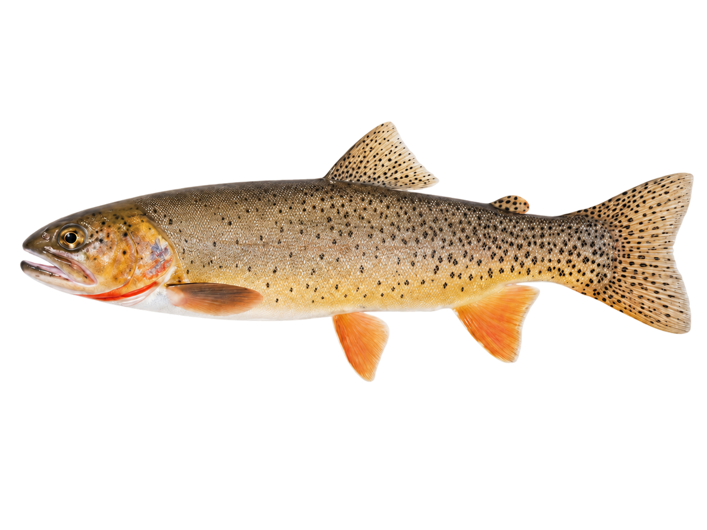 Cutthroat Trout