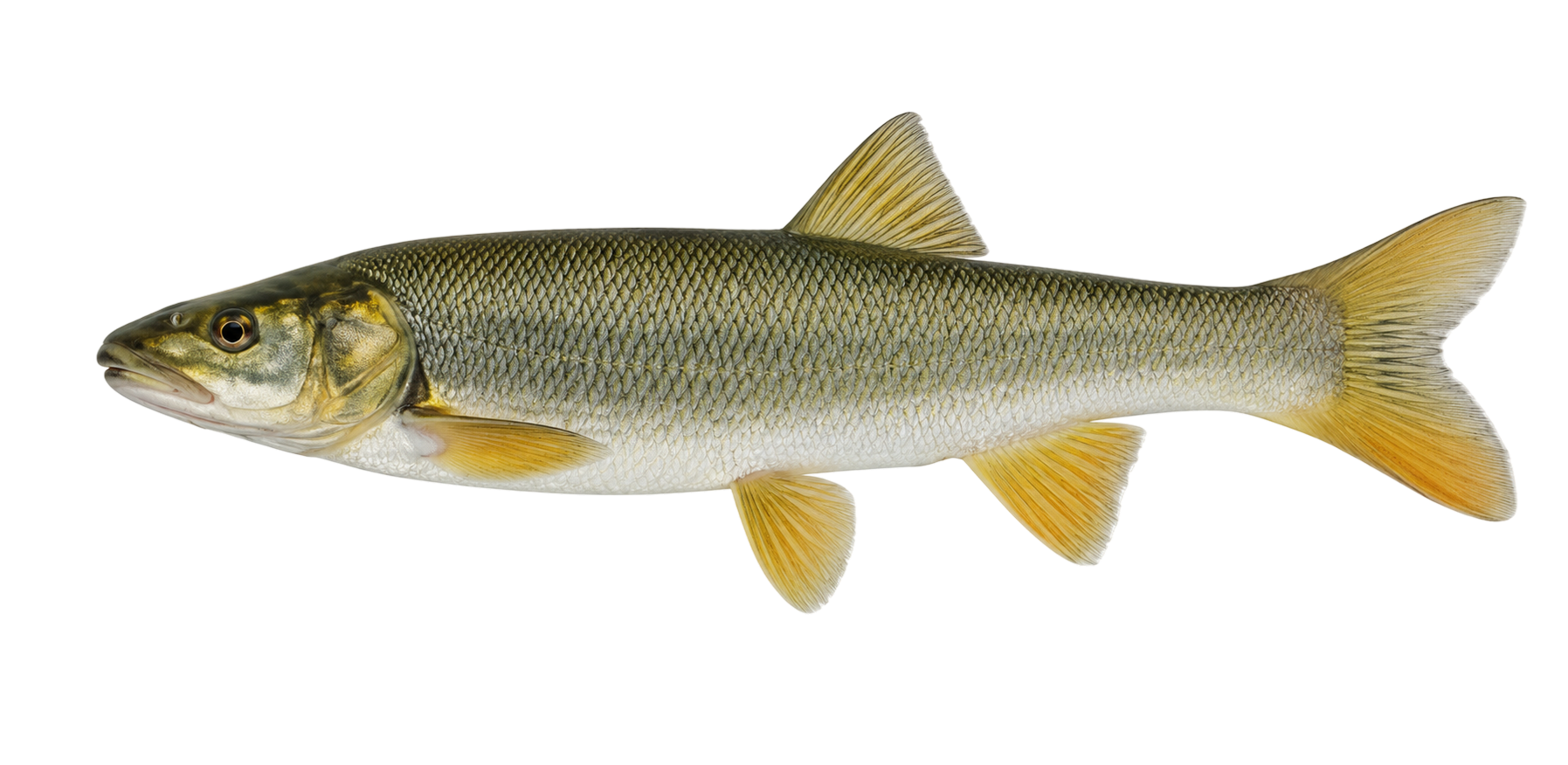 Northern Pike Minnow
