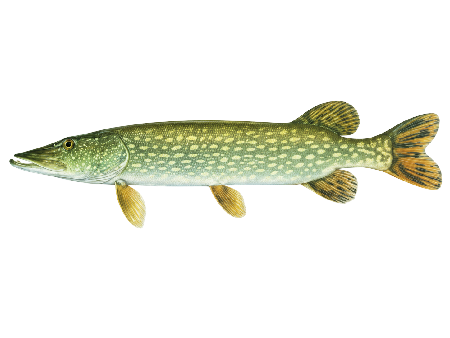 Northern Pike