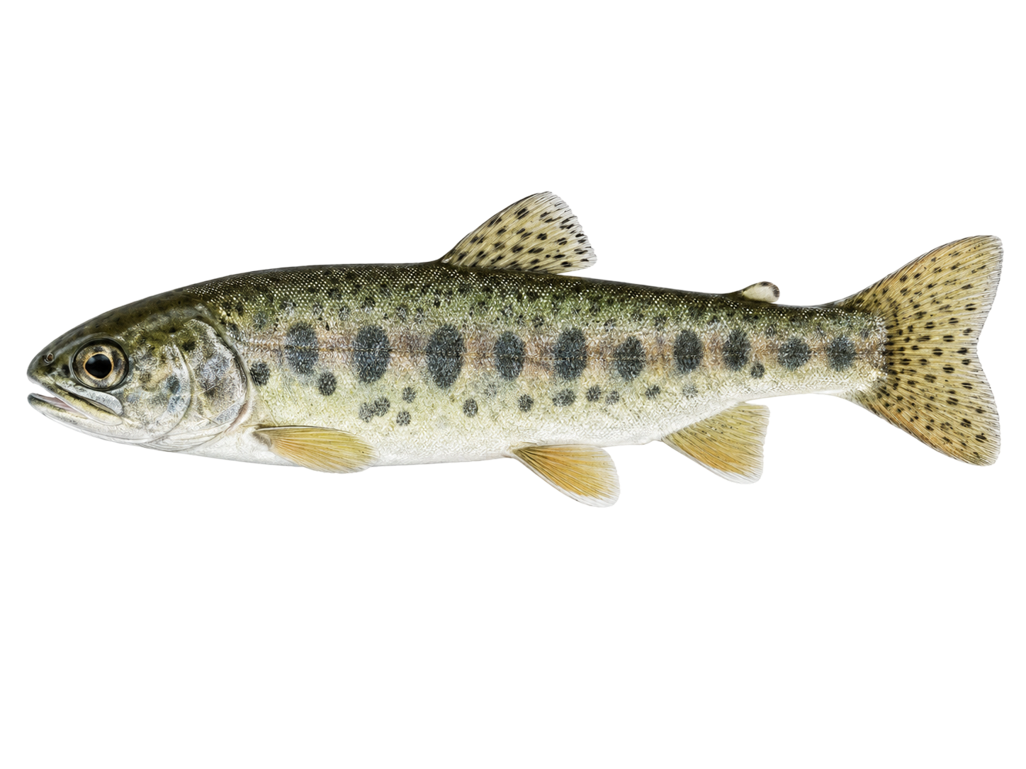 Rainbow Trout — juvenile