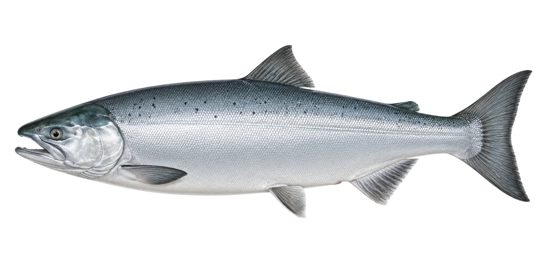 Sockeye Salmon — non-spawning female