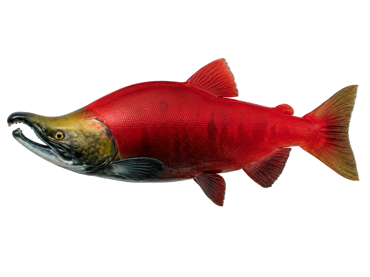 Sockeye Salmon — spawning male