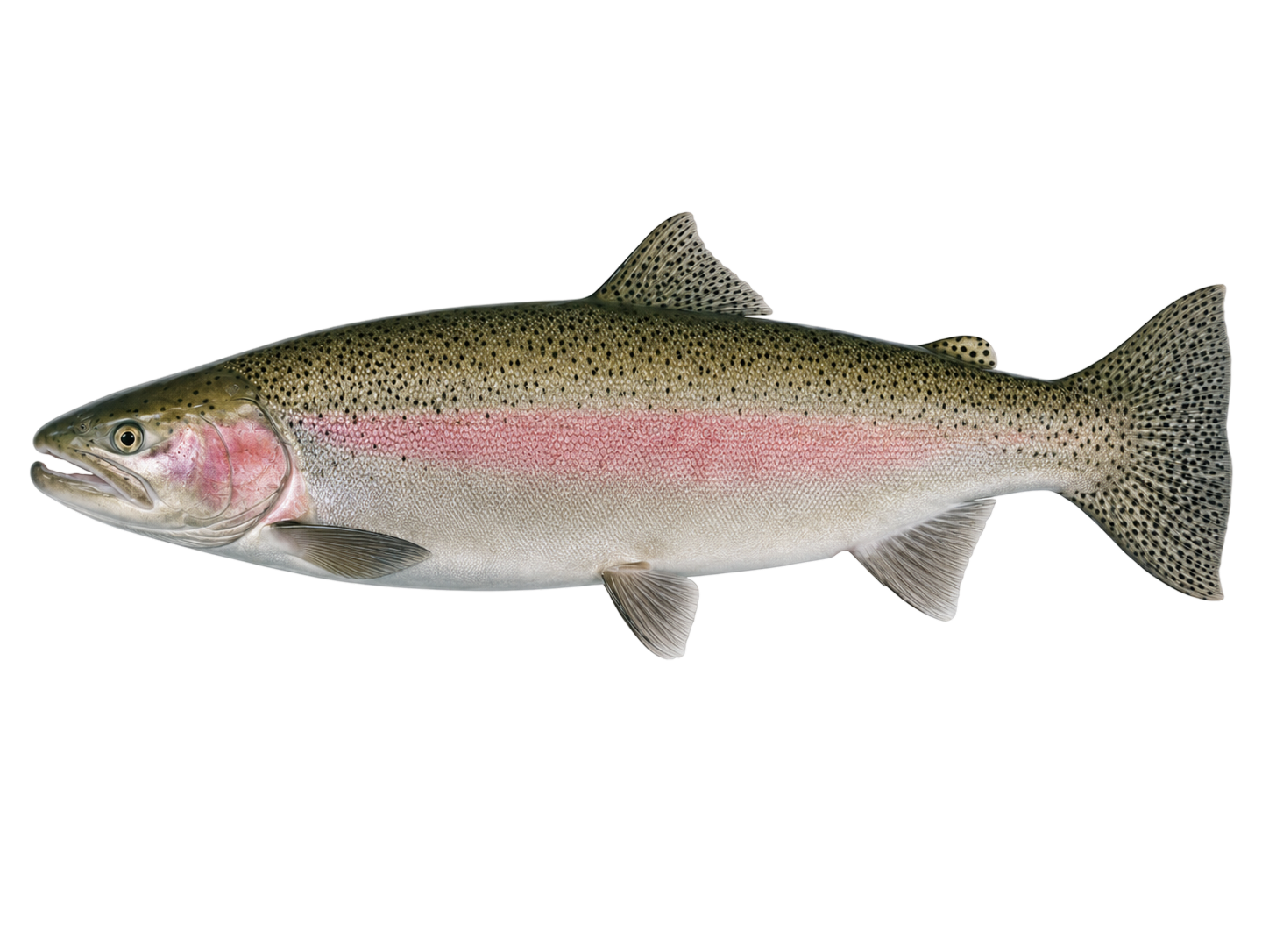 Steelhead — Female
