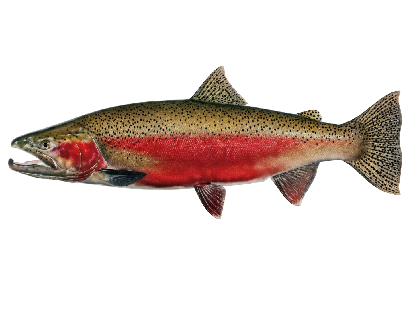 Steelhead — Male