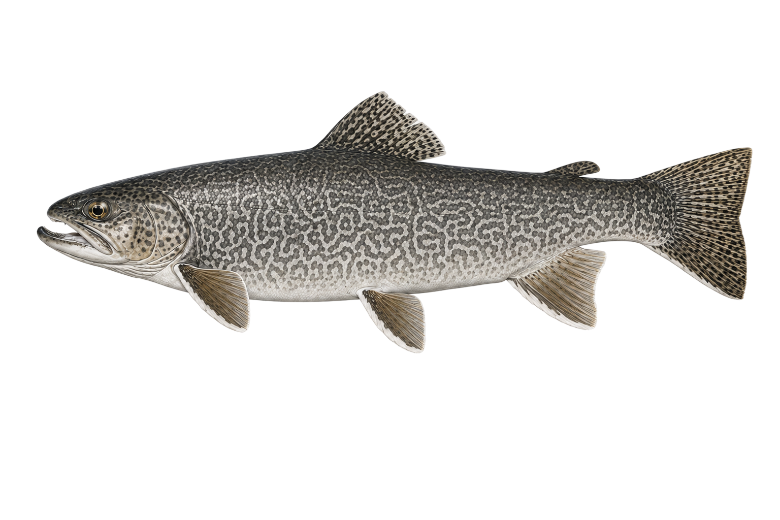 Tiger Trout — variant 2