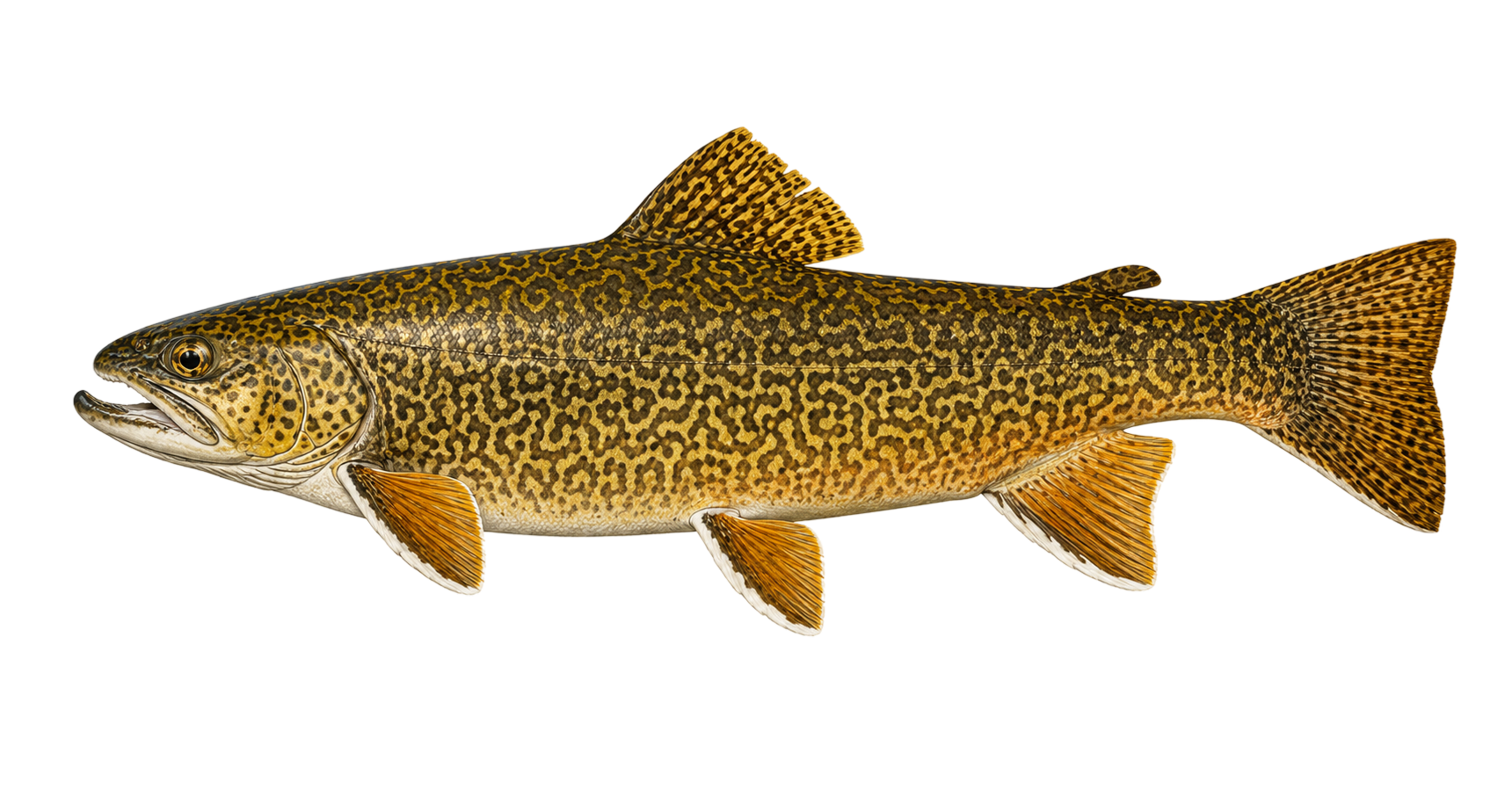 Tiger Trout — variant 1