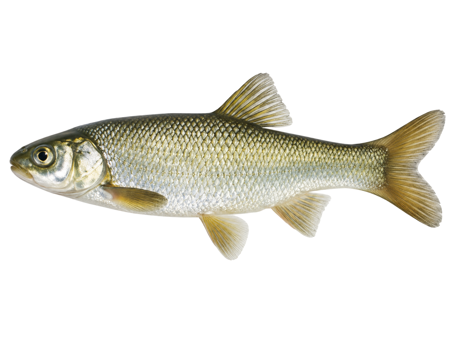 Utah Chub