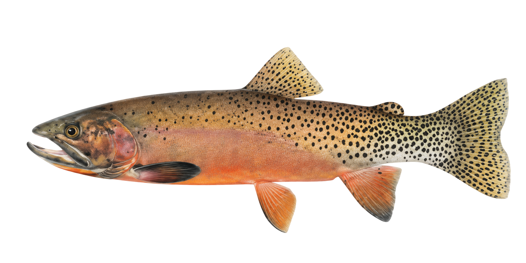 Westslope Cutthroat Trout