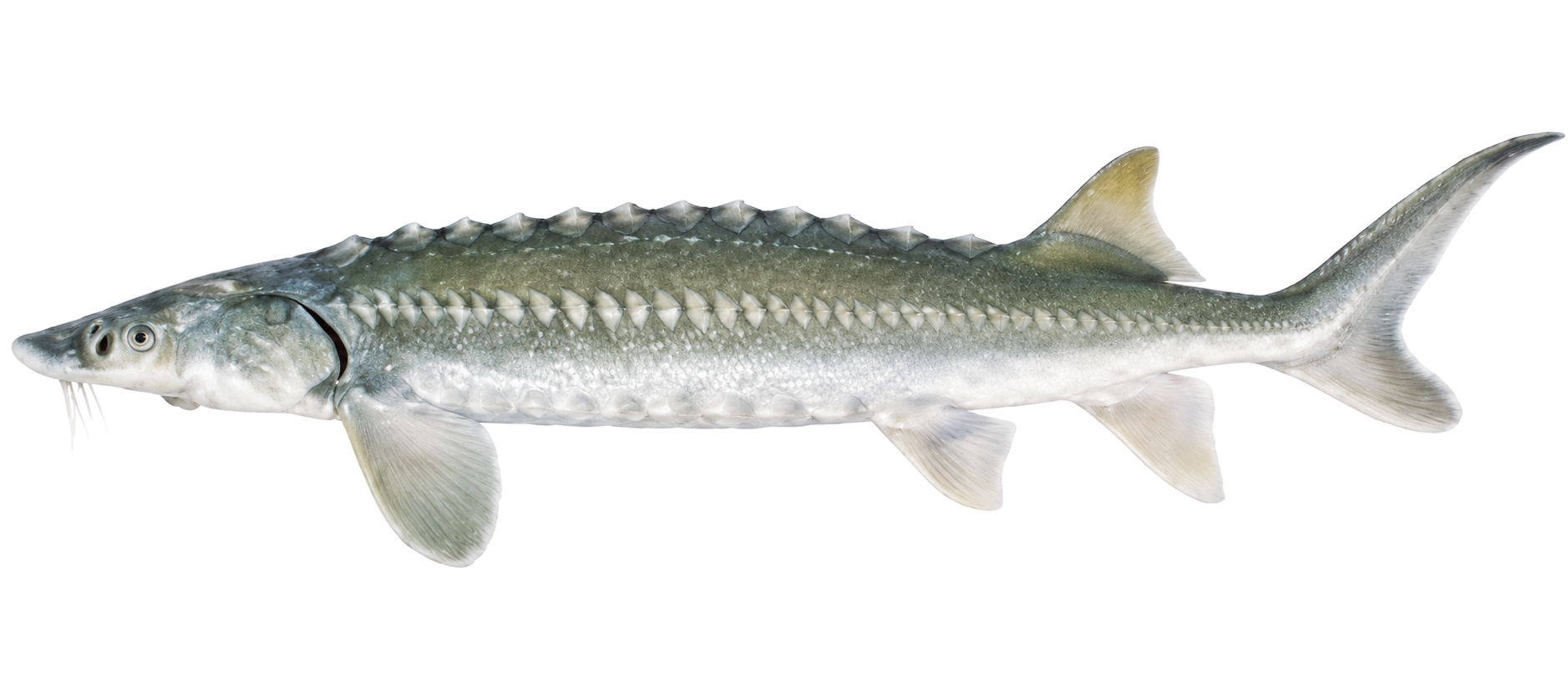 White Sturgeon