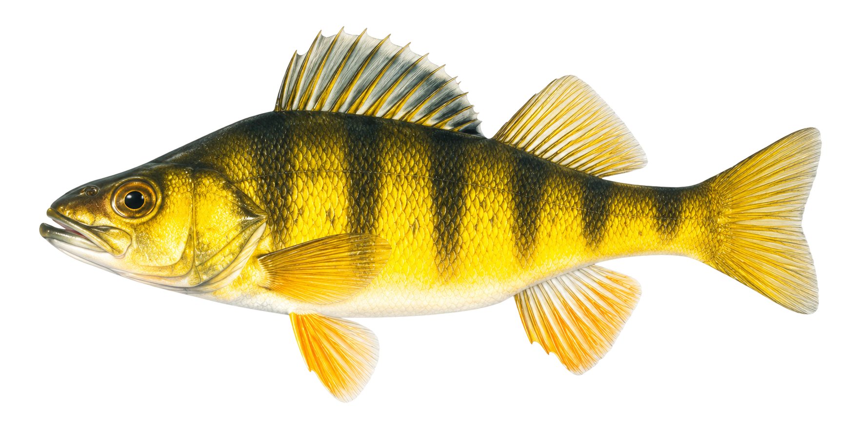 Yellow Perch