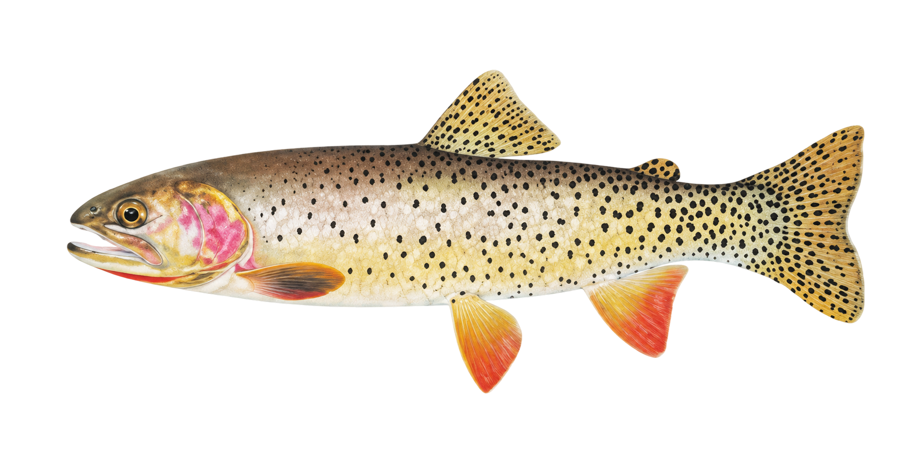 Yellowstone Cutthroat Trout