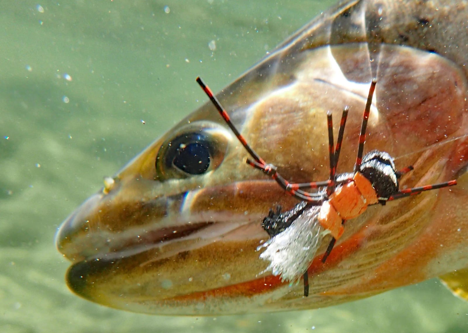Helfrich River Outfitters photo