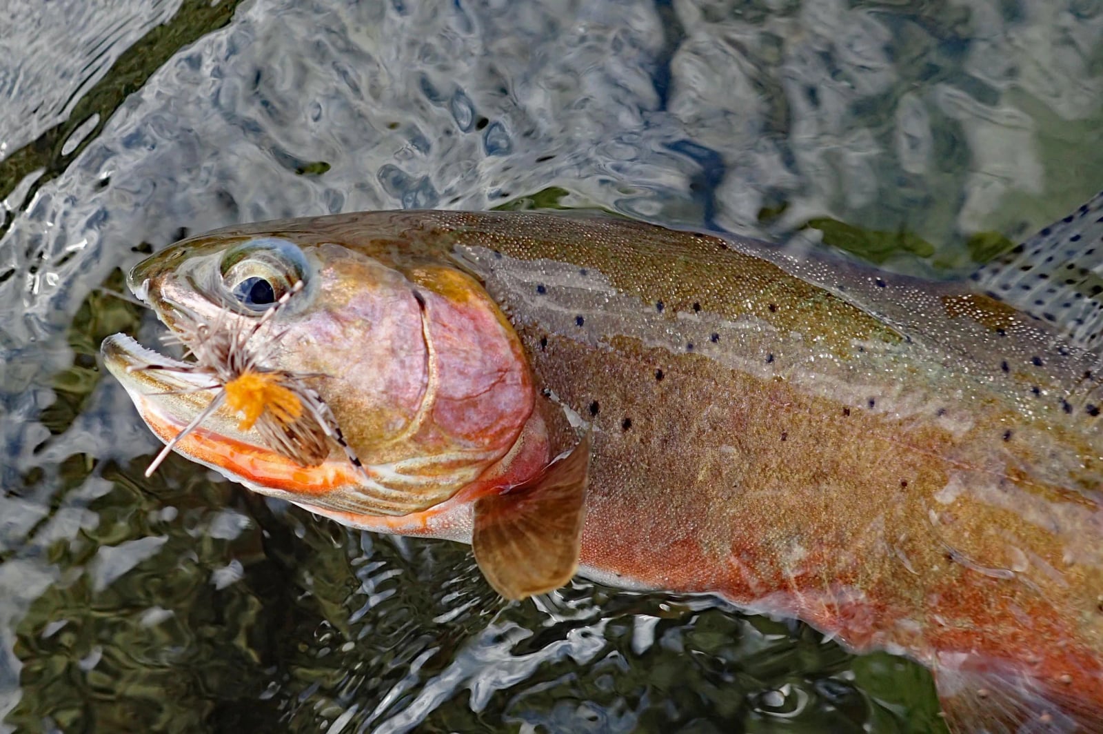 Helfrich River Outfitters photo