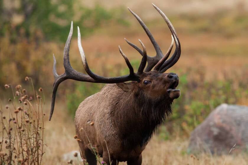 Pro Hunts Guides And Outfitters LLC