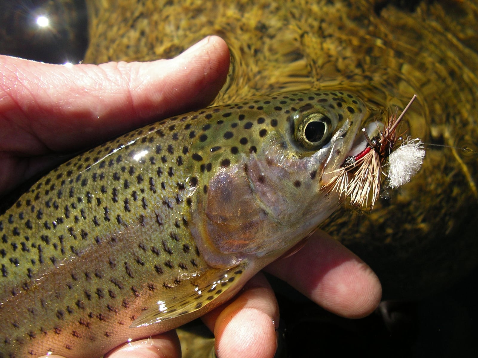 Central Coast Fly Fishing on the water